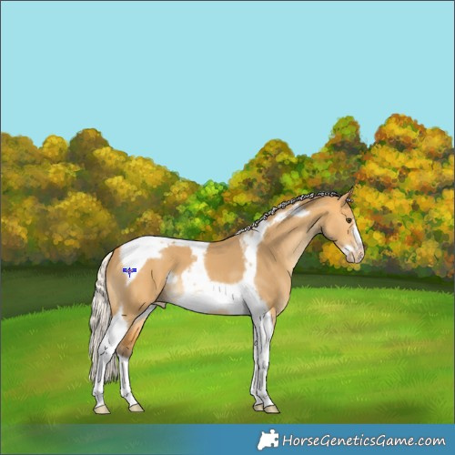 Horse Color:Silver Buckskin Dun Tobiano Frame Appaloosa 
