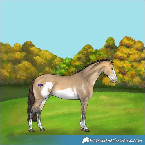 Horse Color:Buckskin Dun Sabino Frame 