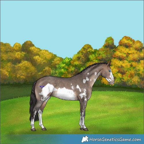 Horse Color:Brown Dun Sabino Frame Rabicano 