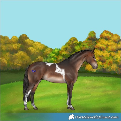 Horse Color:Bay Tobiano Frame 