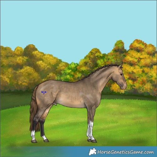 Horse Color:Buckskin Dun Tobiano Appaloosa 