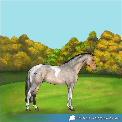 Horse Color:Buckskin Roan Tobiano 