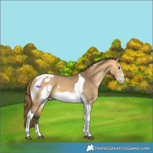Horse Color:Buckskin Dun Tobiano Frame Appaloosa 