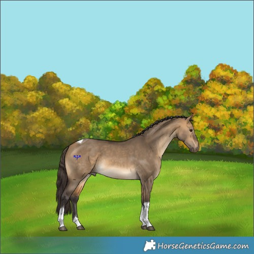 Horse Color:Buckskin Dun Tobiano 
