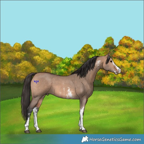 Horse Color:Bay Dun Sabino 