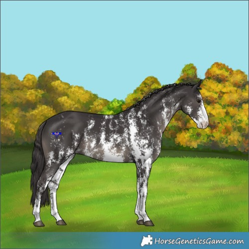 Horse Color:Smoky Black Sabino 