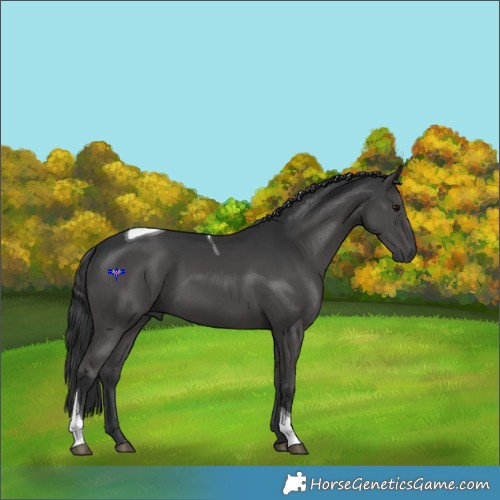 Horse Color:Black Tobiano 