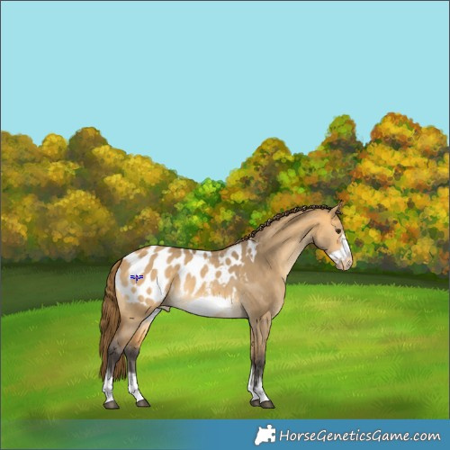 Horse Color:Buckskin Dun Sabino Frame Appaloosa 