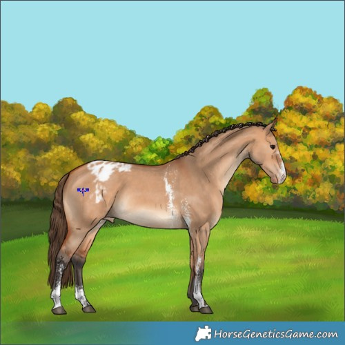 Horse Color:Bay Dun Sabino Appaloosa Rabicano 