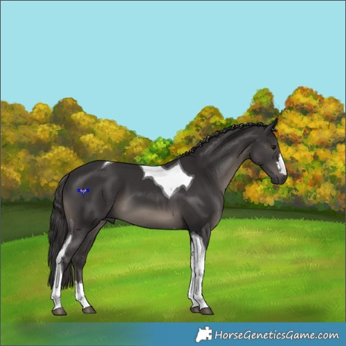 Horse Color:Smoky Black Tobiano 