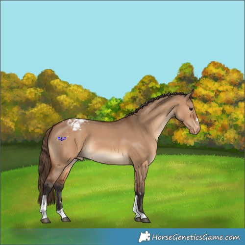 Horse Color:Bay Dun Tobiano Appaloosa 