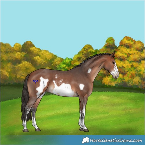 Horse Color:Bay Sabino Frame 