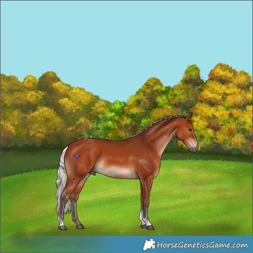 Horse Color:Silver Bay Tobiano 