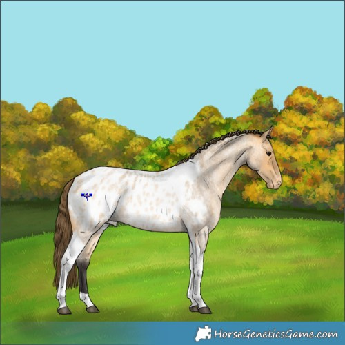 Horse Color:Buckskin Roan Tobiano Appaloosa 