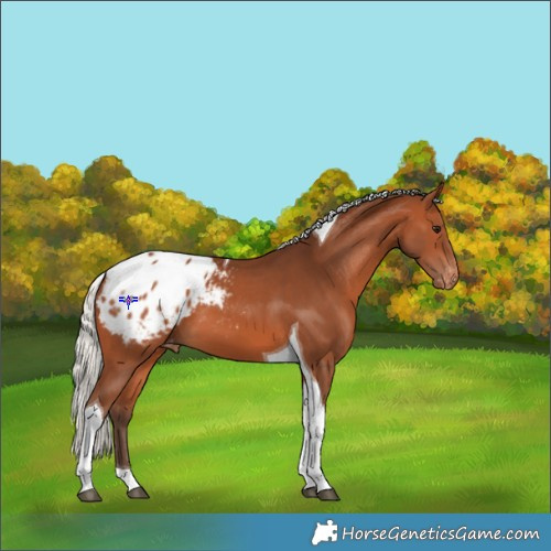 Horse Color:Silver Brown Tobiano Appaloosa 