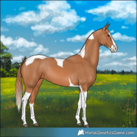 Horse Color:Chestnut Splash Tobiano 
