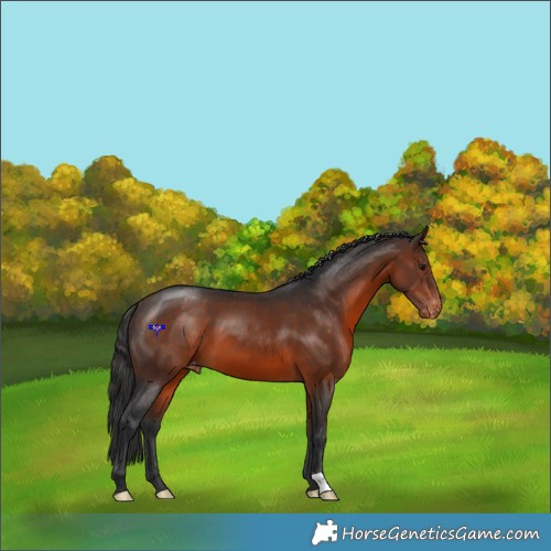 Horse Color:Brown Appaloosa 