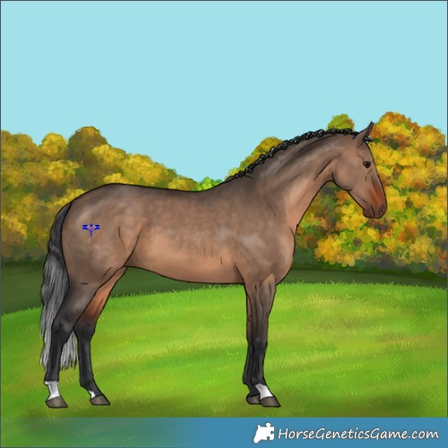 Horse Color:Brown Dun 