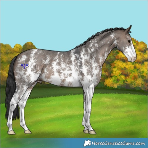 Horse Color:Brown Dun Sabino 