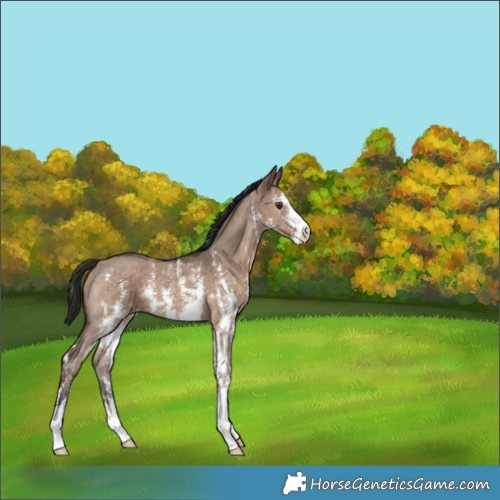 Horse Color:Liver Red Dun Sabino Brindle 