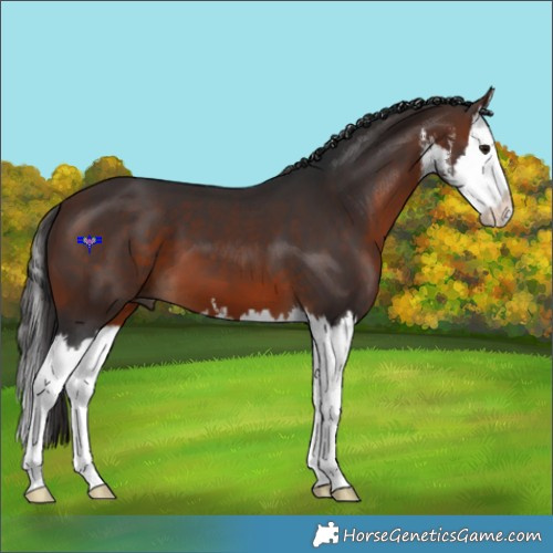 Horse Color:White Spotted Brown Splash 