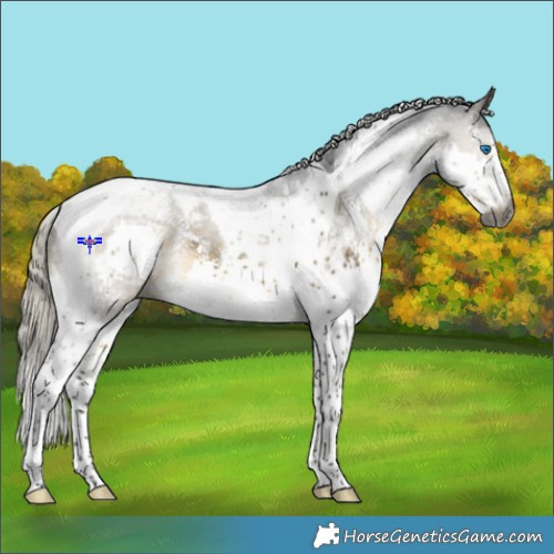 Horse Color:Gray Silver Buckskin Sabino Splash Tobiano Appaloosa 
