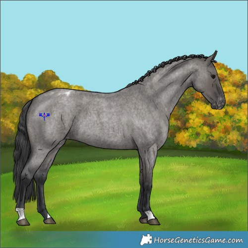 Horse Color:Grullo Roan Varnish 