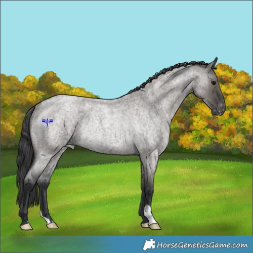 Horse Color:Grullo Roan Appaloosa Rabicano 