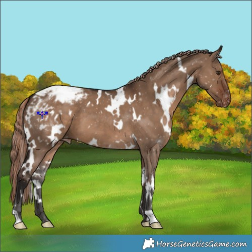 Horse Color:White Spotted Liver Red Dun Appaloosa 