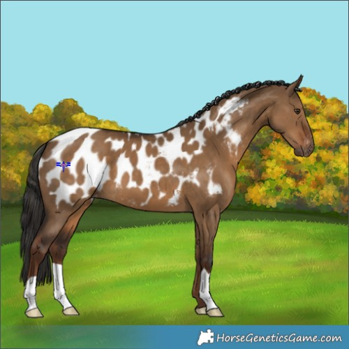 Horse Color:Gray Liver Red Dun Appaloosa 