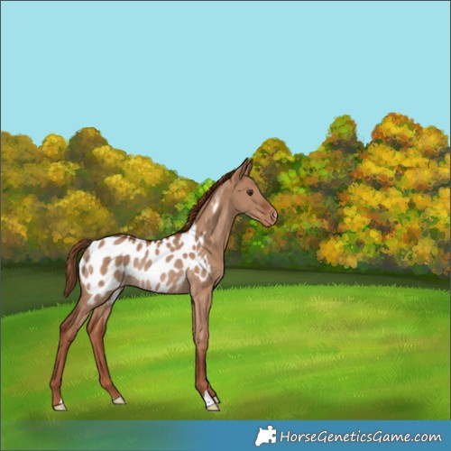 Horse Color:Red Dun Appaloosa Rabicano 