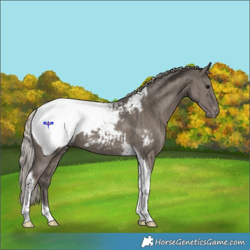 Horse Color:Silver Grullo Tobiano Snowcap Brindle 