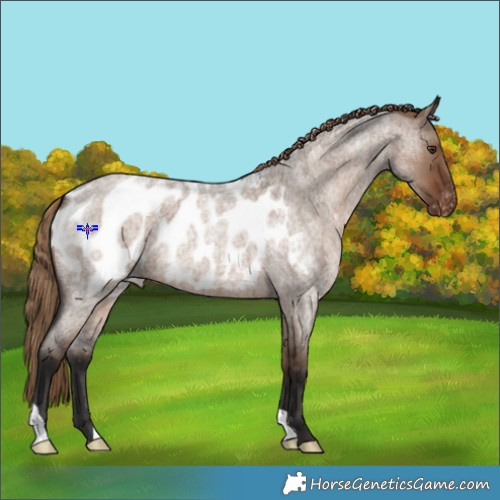 Horse Color:Liver Red Dun Roan Appaloosa 