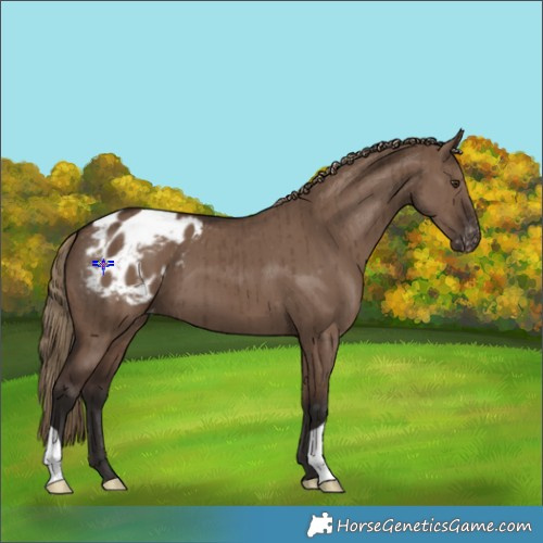 Horse Color:Liver Red Dun Appaloosa Brindle 