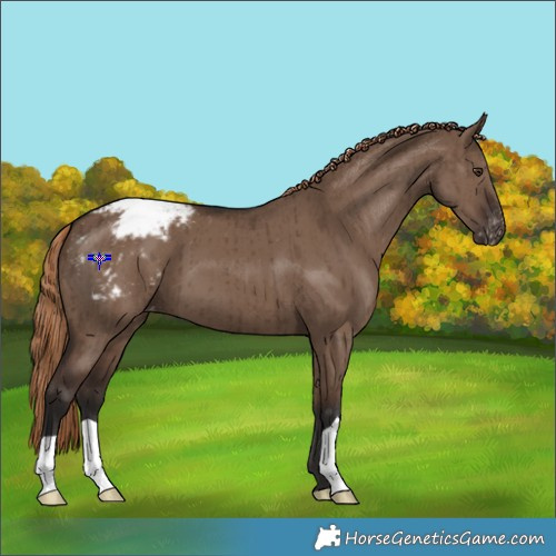 Horse Color:Liver Red Dun Appaloosa Brindle 