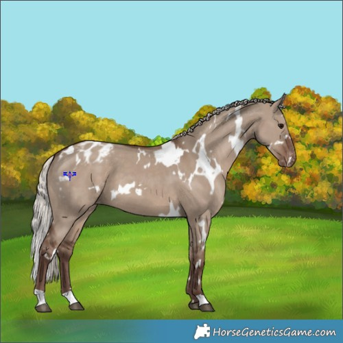 Horse Color:White Spotted Silver Grullo Varnish 