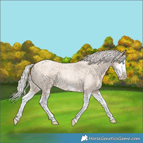Horse Color:Silver Classic Champagne Roan Dun Splash Frame 