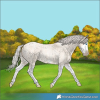 Horse Color:Silver Classic Champagne Roan Dun Splash Frame 