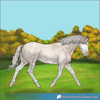 Horse Color:Silver Classic Champagne Roan Dun Splash Frame