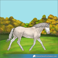 Horse Color:Silver Classic Champagne Dun Splash Frame 