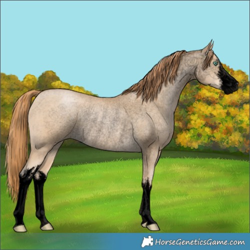 Horse Color:Void White Spotted Smoky Black Pearl Rabicano 