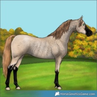 Horse Color:Void White Spotted Smoky Black Pearl Rabicano 
