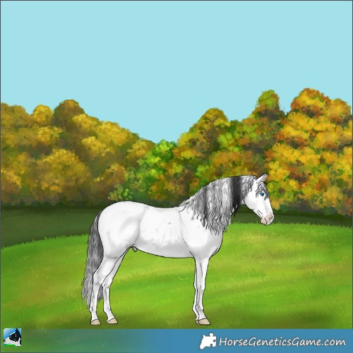 Horse Color:Blue Onyx Sabino Splash Appaloosa Rabicano 