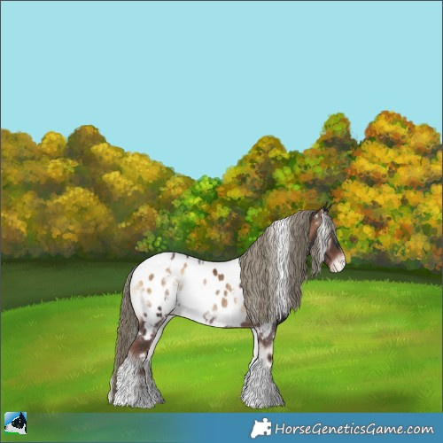 Horse Color:White Spotted Liver Red Onyx Sabino Appaloosa Rabicano 