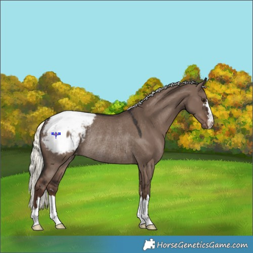 Horse Color:Liver Red Dun Mushroom Appaloosa Rabicano 