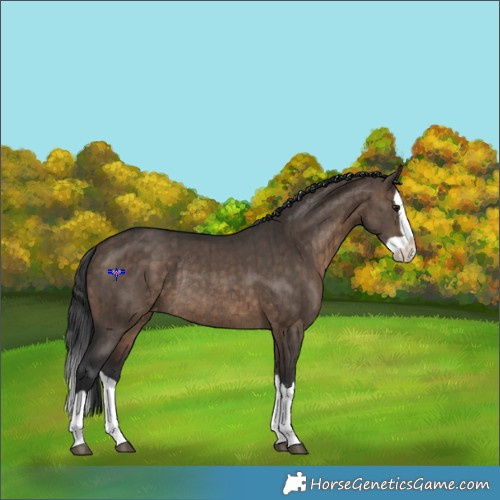 Horse Color:Brown Dun Splash Appaloosa Rabicano Brindle 