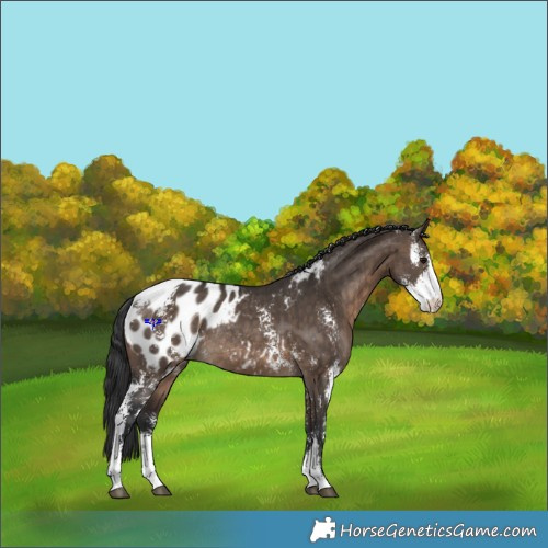 Horse Color:Brown Dun Sabino Appaloosa Rabicano Brindle 