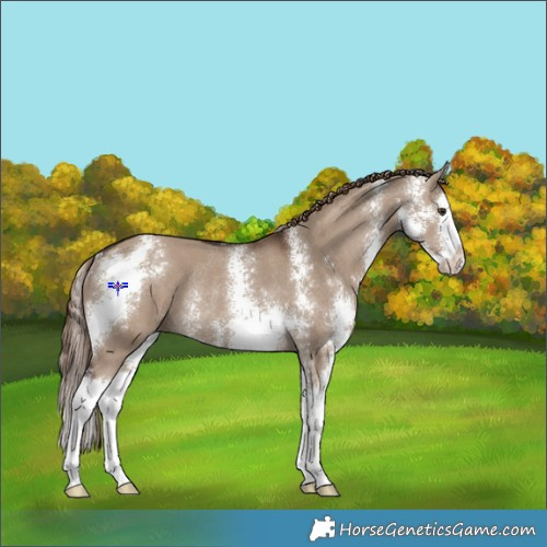Horse Color:Liver Red Dun Sabino Splash Rabicano 