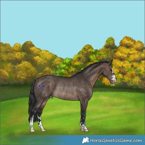 Horse Color:Brown Dun Varnish Rabicano Brindle 