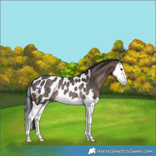 Horse Color:Brown Dun Splash Appaloosa Rabicano Brindle 